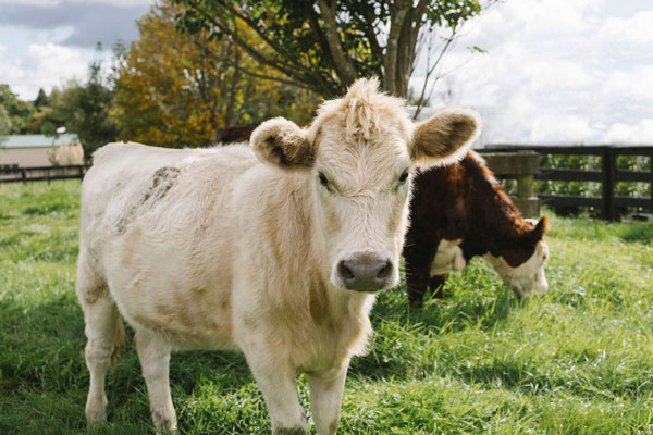 Cow in Counties Custom Killing
