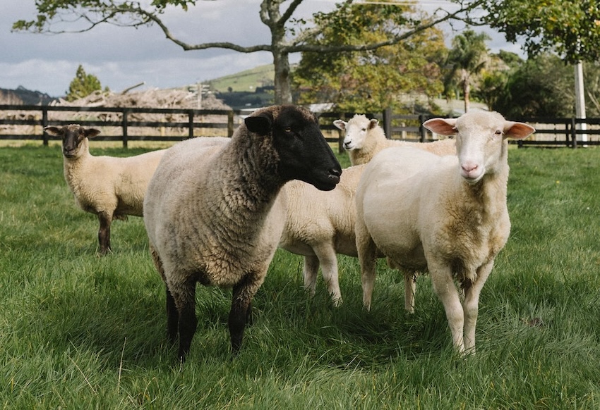 Flock of Sheeps
