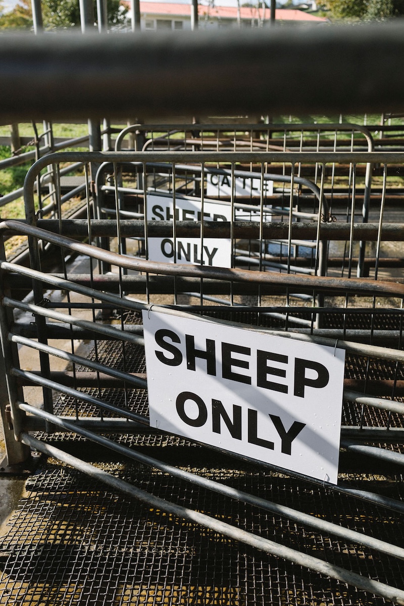 Sheep Yards Counties Custom Killing