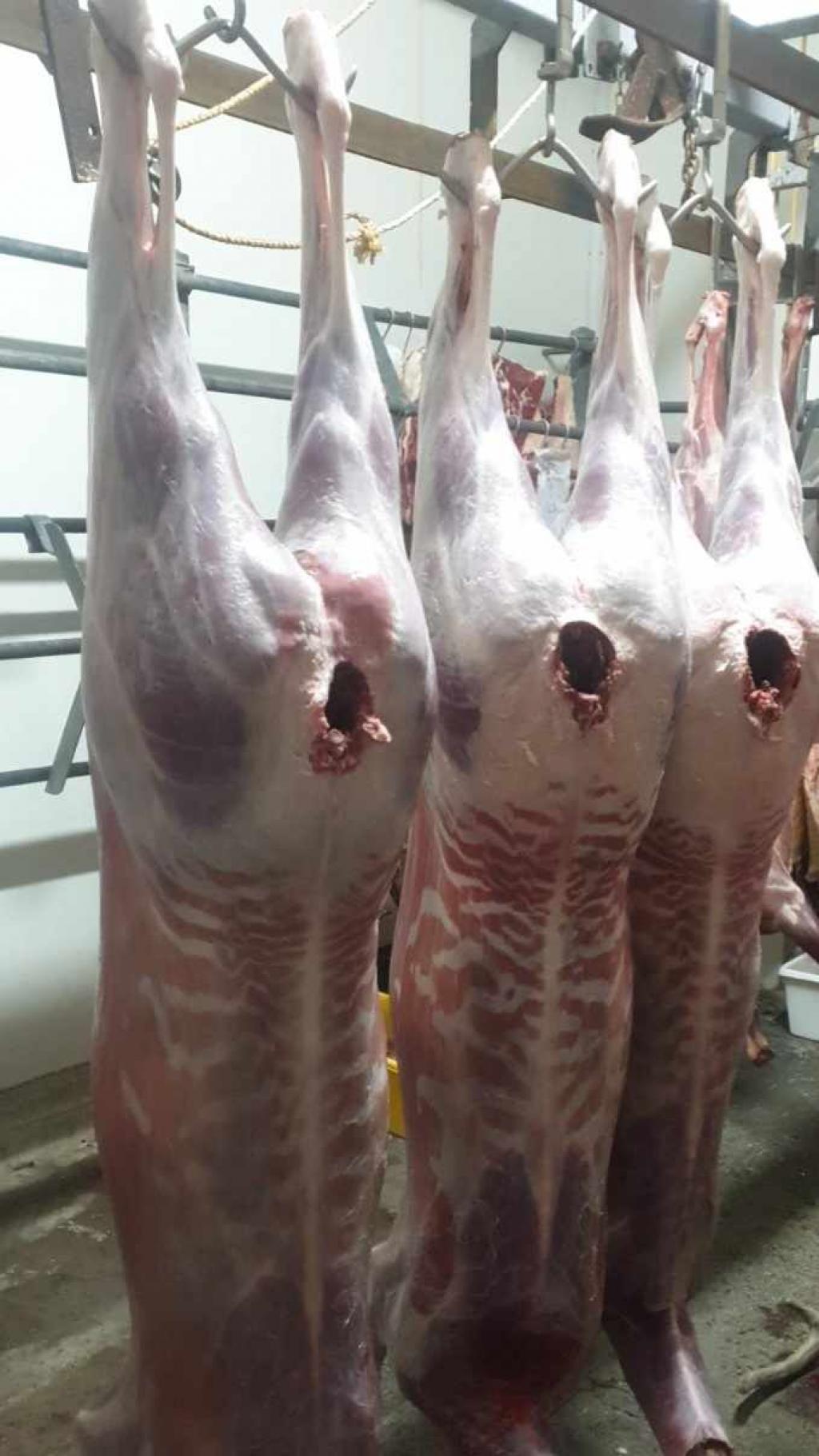 Skinned Deer at Counties Custom Killing Shed