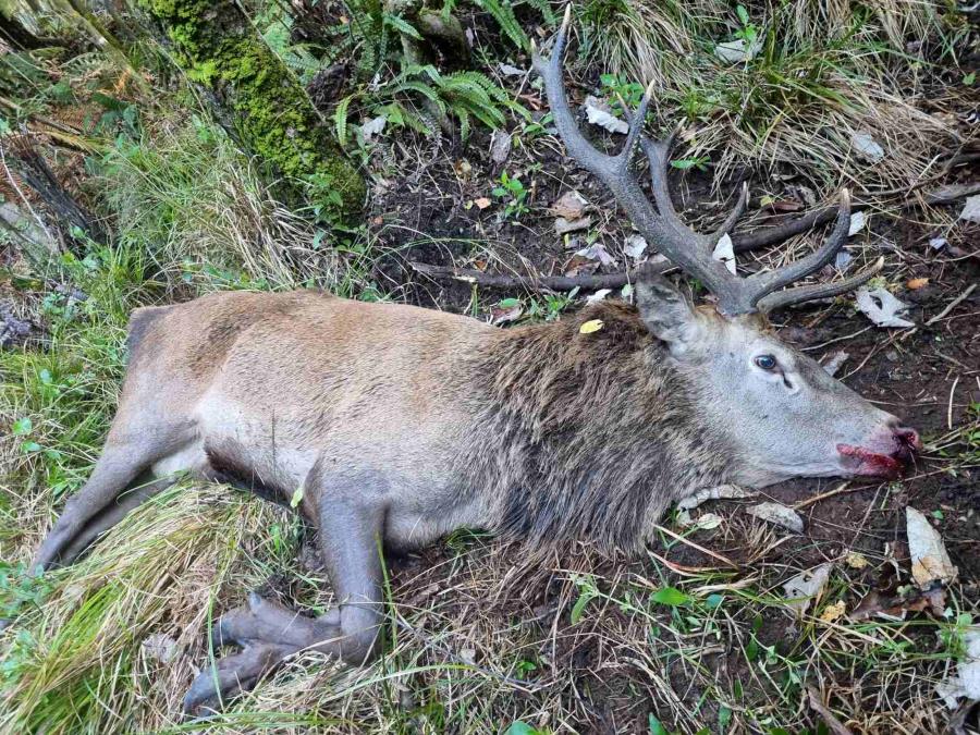 Wild Deer