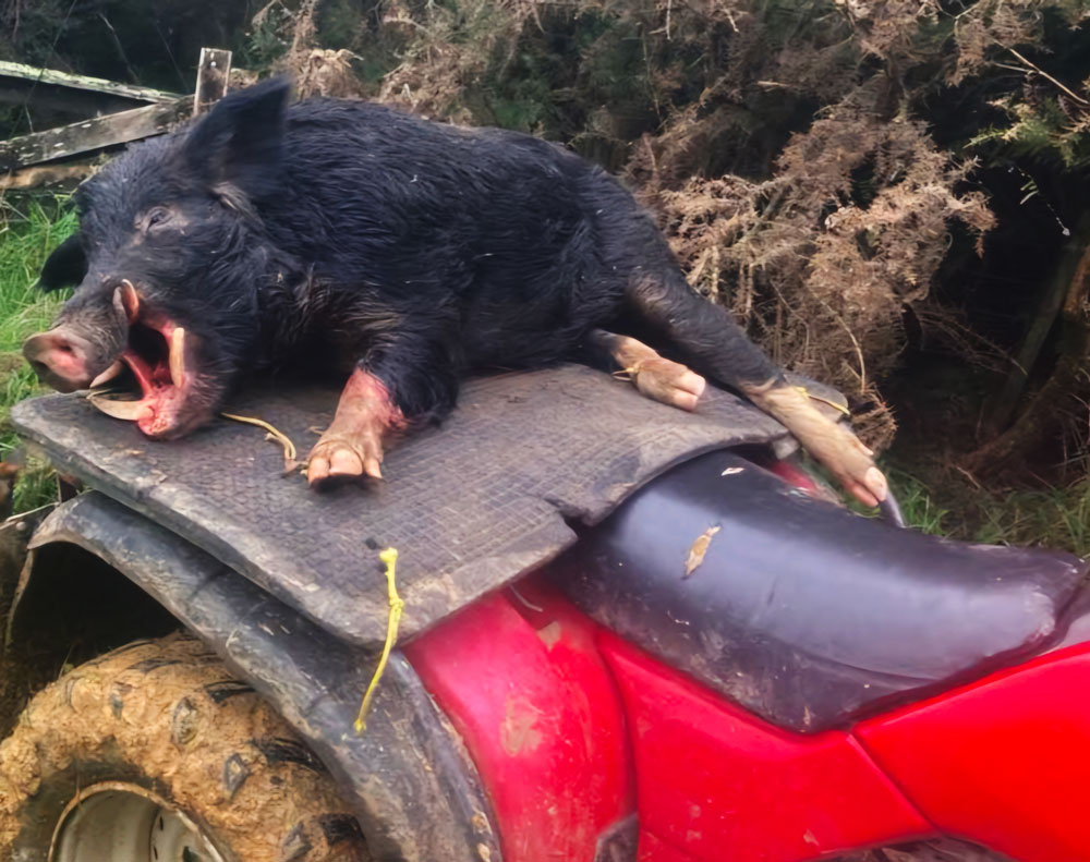 Wild Pork