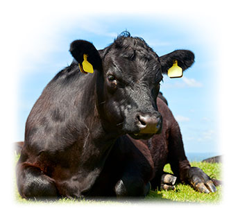 Cow